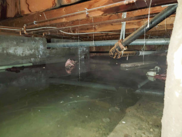 Best Local water damage restoration  in North Pole, AK